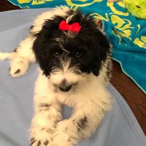 Meet your Posher, Bridgette